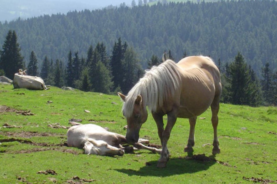 Unsere Tierhaltung