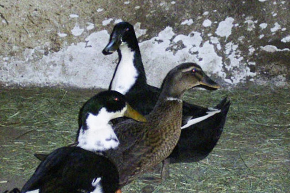 I nostri animali